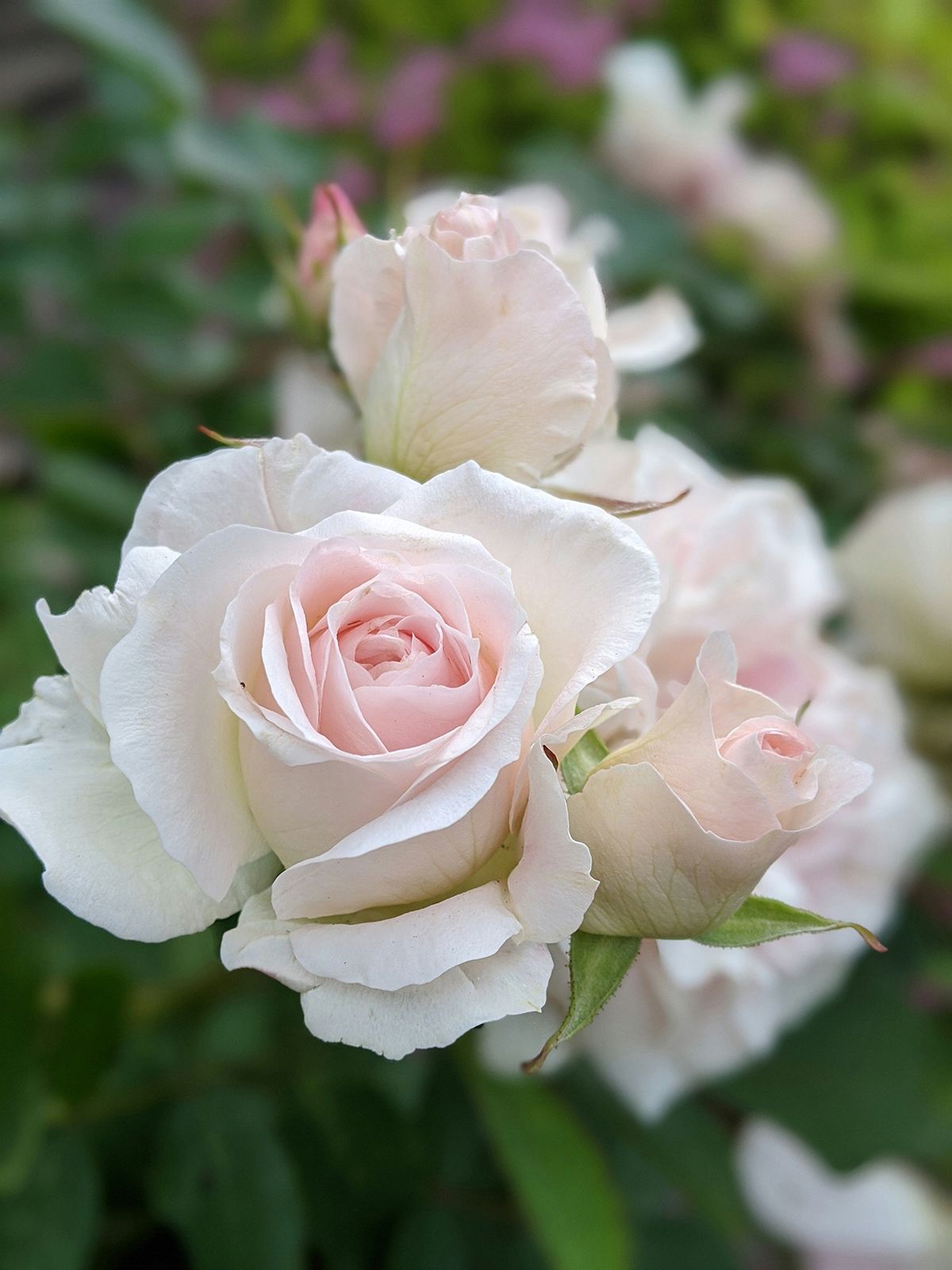 Photo of 3 beautiful white roses