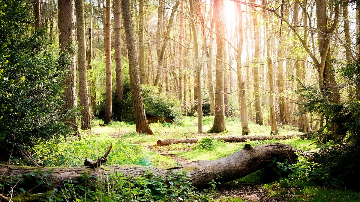 Photo of peaceful woodland area with dappled sunshine poking through